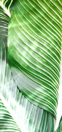 Green Leaf Botany Live Wallpaper