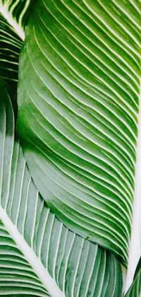 Green Leaf Natural Environment Live Wallpaper