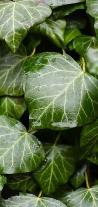 Green Leaf Plant Live Wallpaper