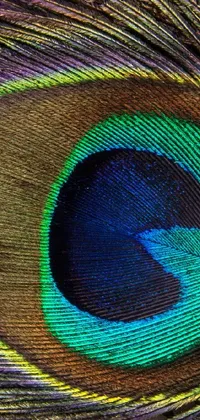 Decorate your phone screen with this captivating live wallpaper! Dive into the beauty of nature with a macro photograph showcasing a peacock's eye and its vividly-colored feathers: blue, green, and purple