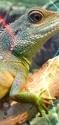 Green Nature Iguania Live Wallpaper