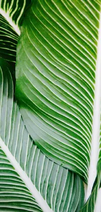 Green Nature Leaf Live Wallpaper