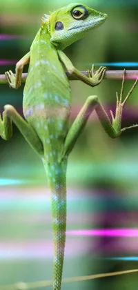 Green Nature Reptile Live Wallpaper