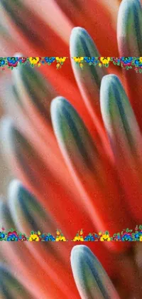 This stunning phone live wallpaper features a close-up of a colorful flower framed by a cactus spine picture frame