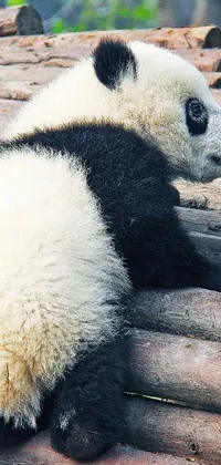 This is a delightful live wallpaper featuring a cute panda bear resting on a pile of wood