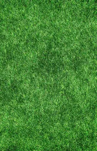 Green Plant Groundcover Live Wallpaper