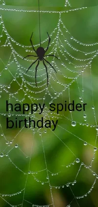 happy spider birthday 🎂 🕷 Live Wallpaper