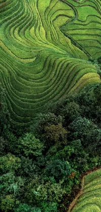 Green Plant Natural Landscape Live Wallpaper
