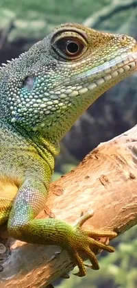 Enhance the look of your phone screen with our lizard live wallpaper