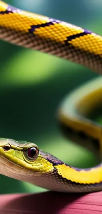 Green Reptile Yellow Live Wallpaper