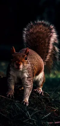 Grey Squirrel Rodent Whiskers Live Wallpaper