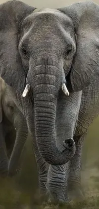 This phone live wallpaper depicts a digital rendering of two elephants standing closely together