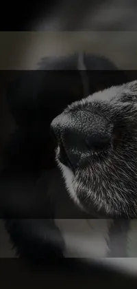 Grey Whiskers Snout Live Wallpaper