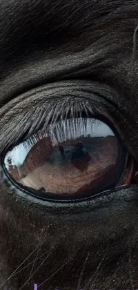 This live wallpaper features a close-up of a brown horse's eye with incredible detail, depicting the beauty and power of this majestic animal