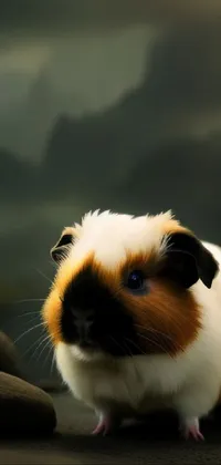 Guinea Pig Rodent Fawn Live Wallpaper