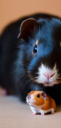 Guinea Pig Rodent Whiskers Live Wallpaper
