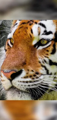 Hair Bengal Tiger Eye Live Wallpaper