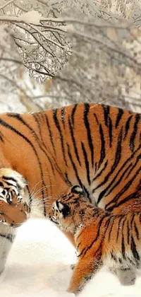 This phone live wallpaper showcases a stunning image of two tigers standing in the snow