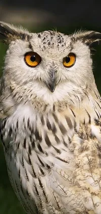 majestic owl Live Wallpaper