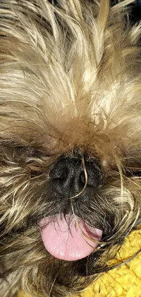 Hair Dog Dog Breed Live Wallpaper