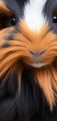 This phone live wallpaper features a high-quality image of a guinea pig in close-up, sourced from Shutterstock