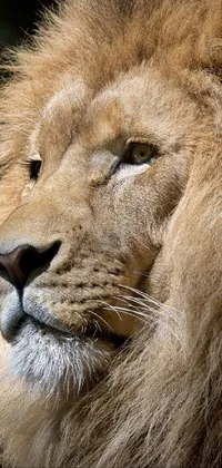 Transform your phone screen with this stunning live wallpaper - a close-up portrait of a lion's face against a backdrop of verdant trees