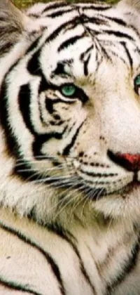 This stunning live wallpaper showcases a close-up view of a regal white tiger resting on green grass