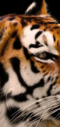 This live phone wallpaper captures a highly detailed close-up of a tiger's side-view face on a black background