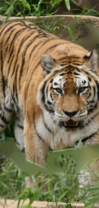 Hair Head Bengal Tiger Live Wallpaper