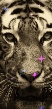 This black and white live wallpaper features a striking portrait of a tiger with piercing blue eyes