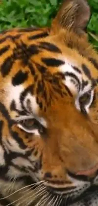 Hair Head Bengal Tiger Live Wallpaper