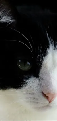 Get up-close and personal with the adorable feline featured in this live wallpaper