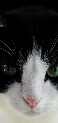 Enjoy an animated live wallpaper featuring a captivating black and white cat with striking green eyes