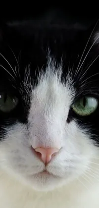 This phone live wallpaper features a stunning black and white kitty with green eyes