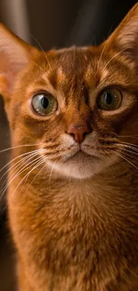 Experience the captivating stare of a curious cat with this phone live wallpaper