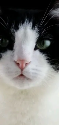 Get mesmerized by the stunning live wallpaper of a black and white cat on your phone's screen