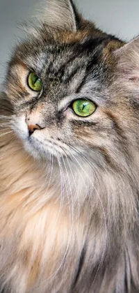 This live wallpaper features a stunning close-up of a beautiful cat with green eyes, surrounded by long, fluffy hair and set on a subtle gray background
