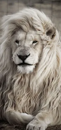 This phone live wallpaper features a striking close-up portrait of a male lion, showcasing his white fringed mane that resembles a bull's
