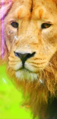 This phone wallpaper features a proud lion on a lush green field