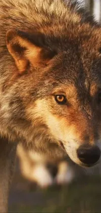 Looking for a stunning phone live wallpaper that captures the beauty and power of wolves? Look no further than this photorealistic video still featuring a close-up of a wolf with a blurred background