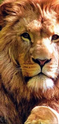 This phone live wallpaper displays a close up of a lion laying down, providing a captivating portrayal of the magnificent animal