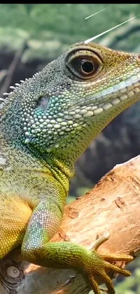 This phone live wallpaper features a close-up of a lizard on a tree branch