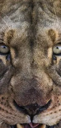 This Lion portrait live phone wallpaper is perfect for nature enthusiasts and animal lovers
