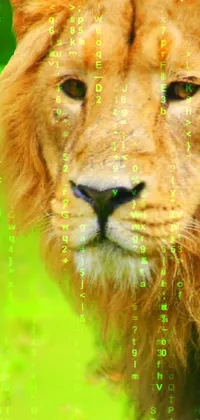 This stunning phone live wallpaper features a close-up head shot of a lion standing on a lush green field