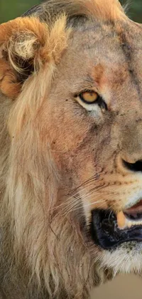 This live wallpaper for your phone features a stunning close-up of a lion resting on his throne, with lush grass in the background