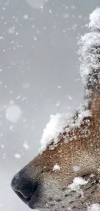 This phone live wallpaper features a close-up of a wolf in a snowy landscape that perfectly captures the beauty of nature
