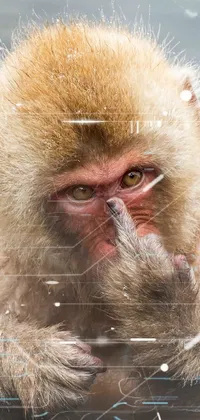 Hair Head Primate Live Wallpaper