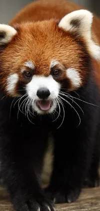 This live wallpaper showcases a stunning close-up of a red panda standing on a wooden platform