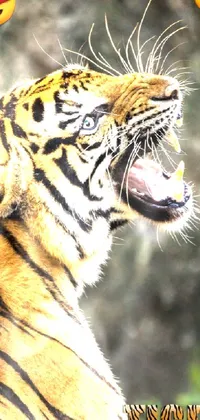 This phone live wallpaper features a fierce tiger in front of a sumatraism effect mirror backdrop with trees