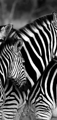 This stunning phone live wallpaper showcases two adult zebras standing next to each other in a field